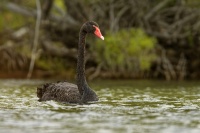 Labut cerna - Cygnus atratus - Black Swan 1096